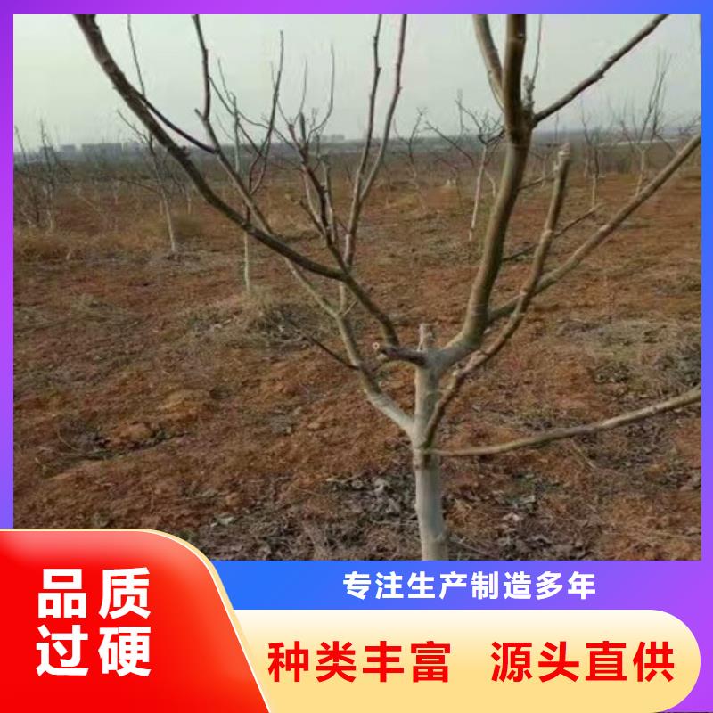 核桃苗苹果苗客户满意度高