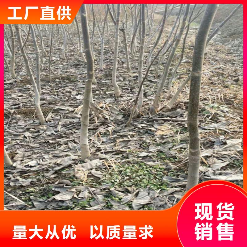 【核桃苗红颜草莓大厂生产品质】