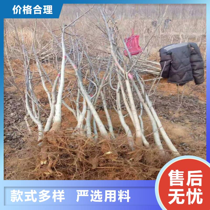 【核桃苗红颜草莓大厂生产品质】