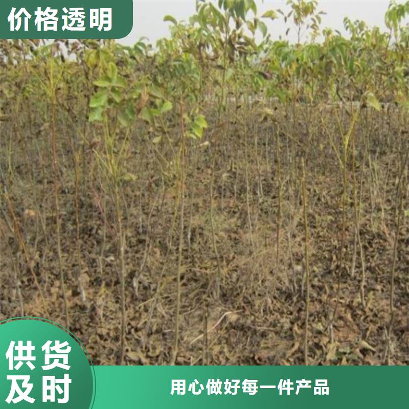 核桃苗【黑珍珠草莓苗】支持大批量采购