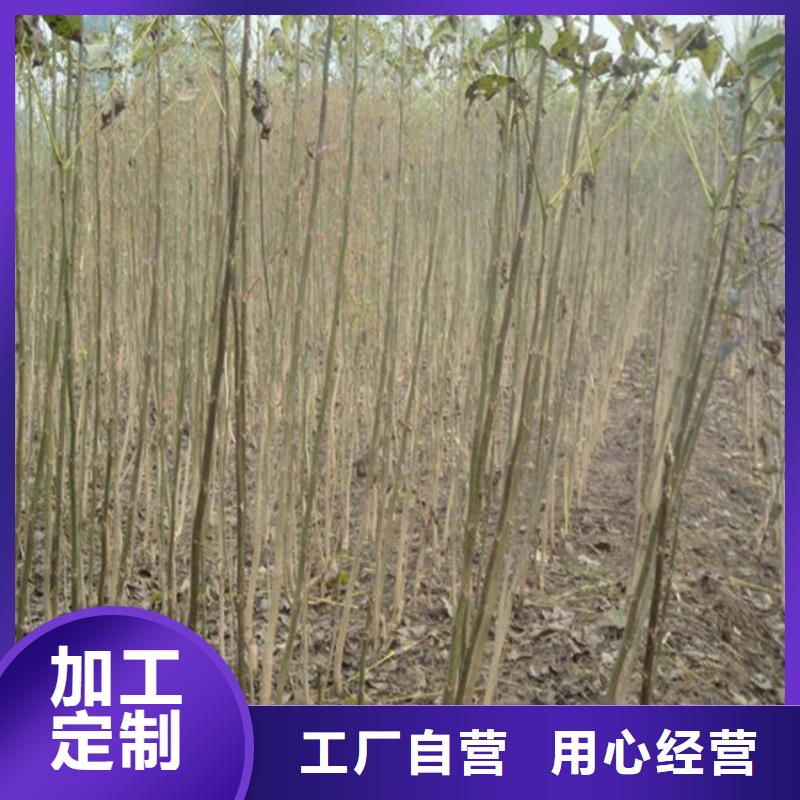 【核桃苗红颜草莓大厂生产品质】