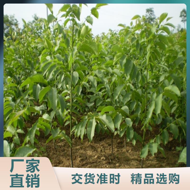 核桃苗【黑珍珠草莓苗】支持大批量采购