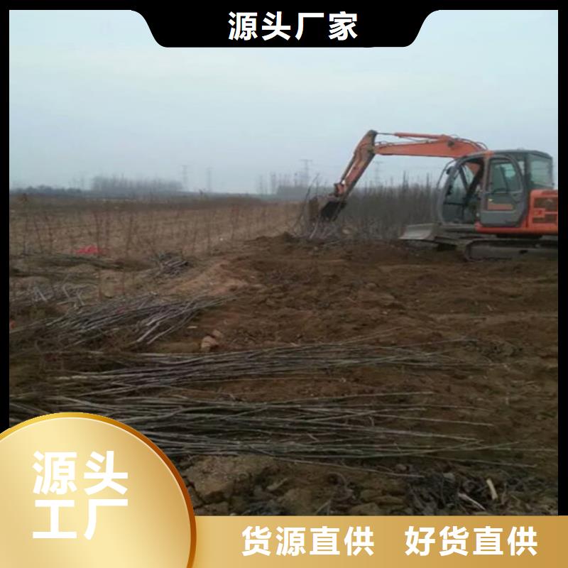 【核桃苗】苹果苗基地品质卓越