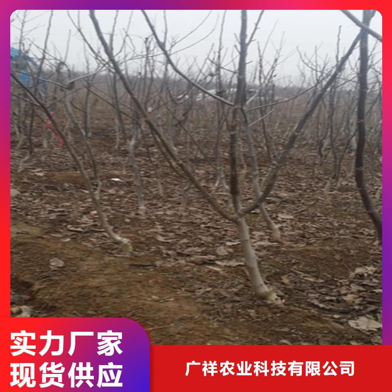 丰香核桃树苗适应土地