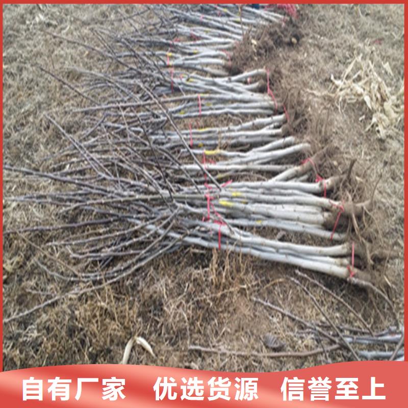 核桃苗-梨树苗基地支持大批量采购