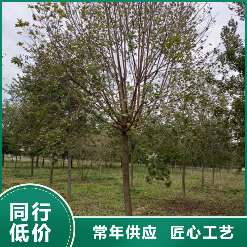 找法桐小苗厂家选翌昊苗木种植基地