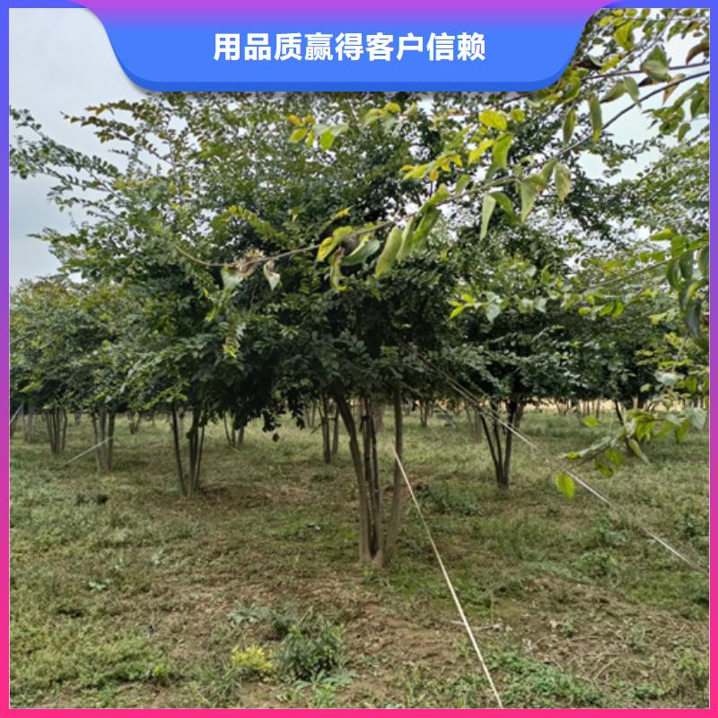 法桐小苗种植基地绿化苗木