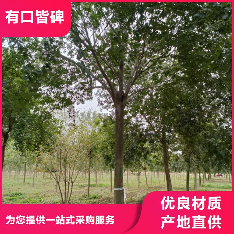 法桐小苗种植基地绿化苗木