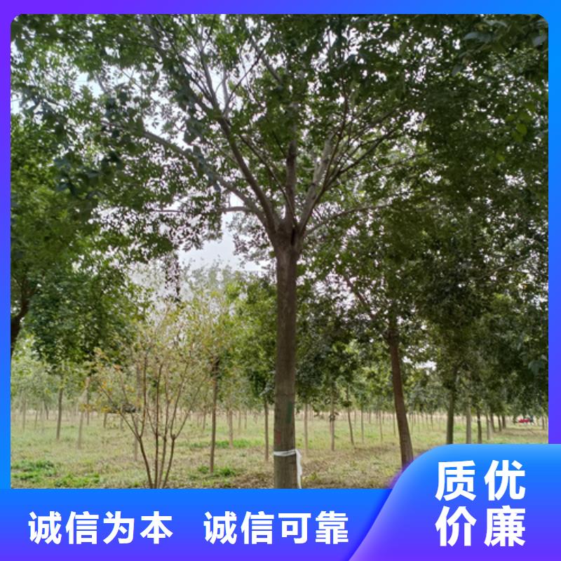 速生法桐品牌:翌昊苗木种植基地