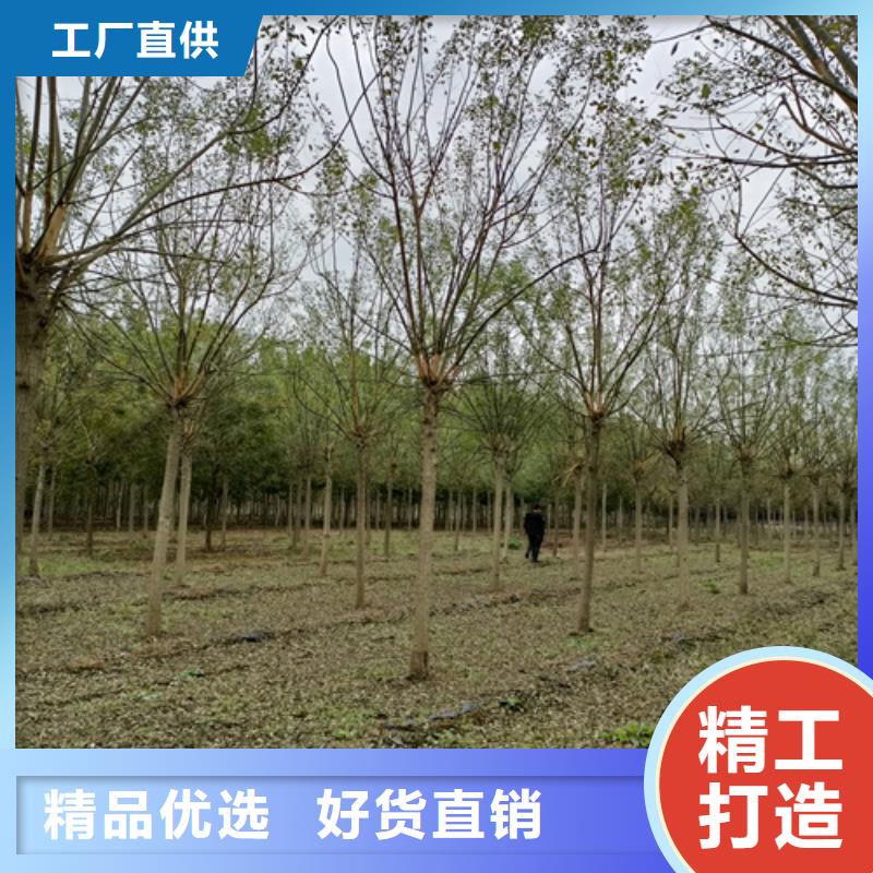 法桐小苗种植基地绿化苗木