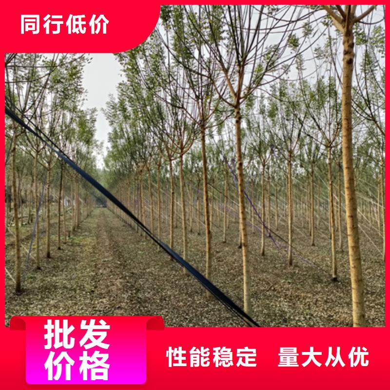 法桐小苗大型生产基地