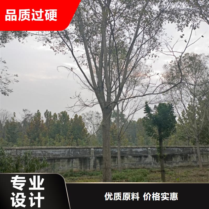 法桐价格种植基地绿化乔木