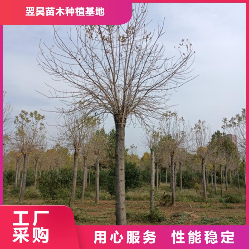 速生法桐品牌:翌昊苗木种植基地