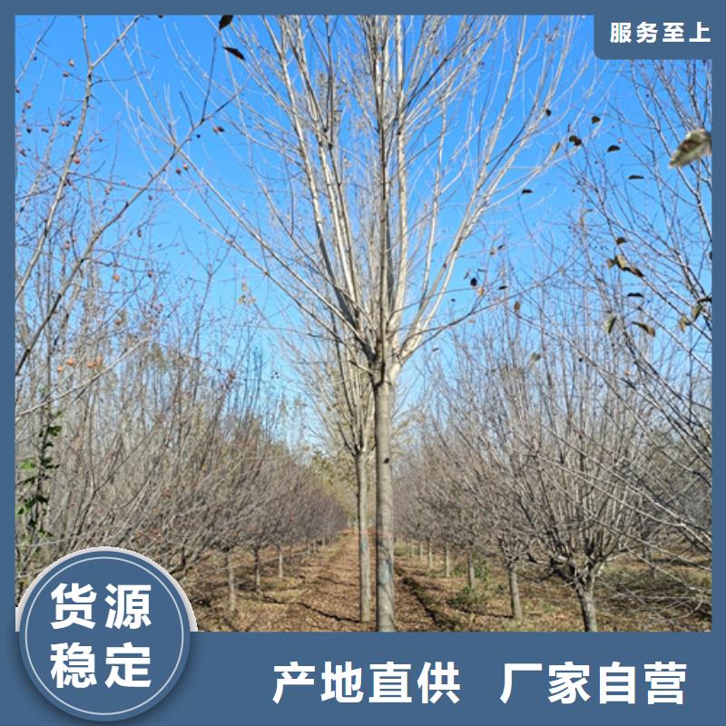 常年供应法桐-靠谱