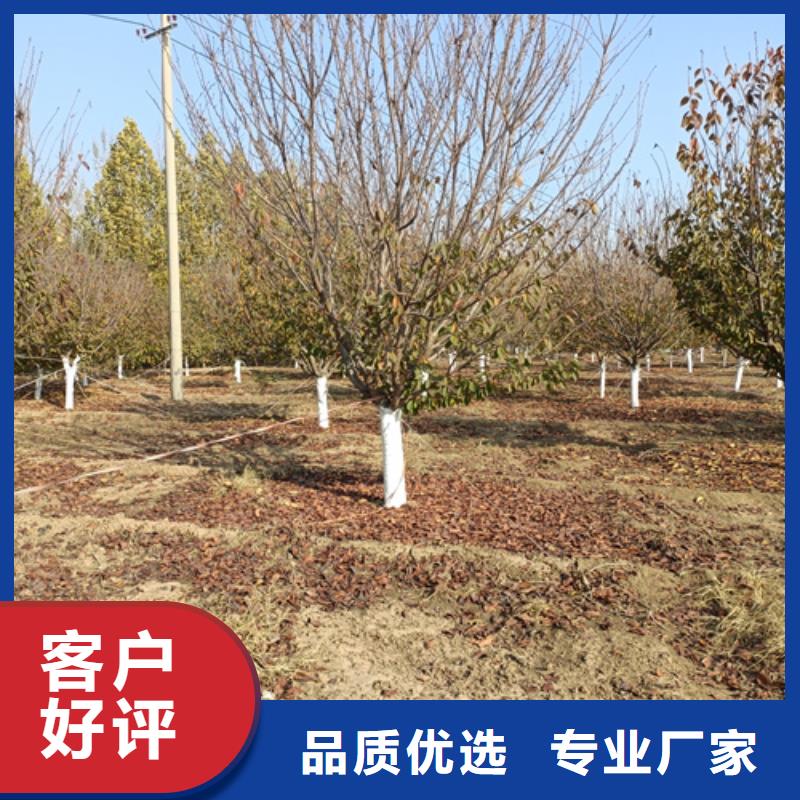 速生法桐品牌:翌昊苗木种植基地