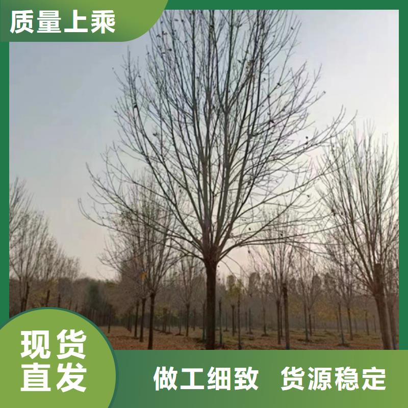 法桐小苗价格优惠苗木基地