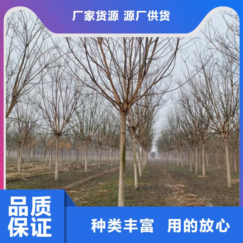 法桐价格价格优惠苗木基地