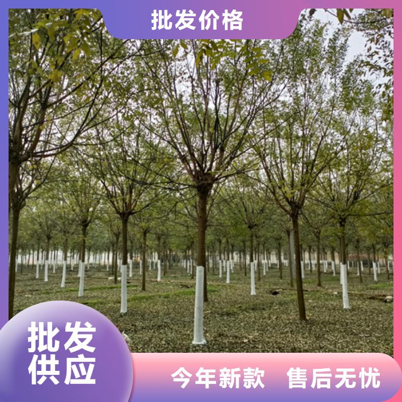 法桐价格种植基地绿化苗木