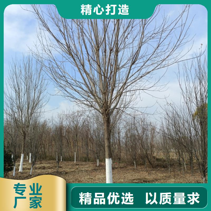 找法桐小苗厂家选翌昊苗木种植基地