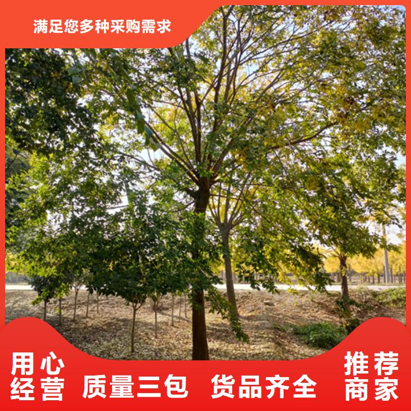 速生法桐品牌:翌昊苗木种植基地