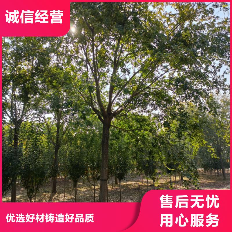 法桐价格采购价格苗木基地