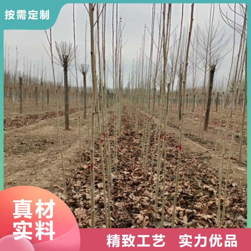 造型法桐放心选择苗木基地