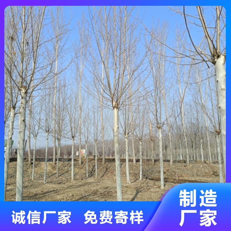 速生法桐批发零售-定做_翌昊苗木种植基地