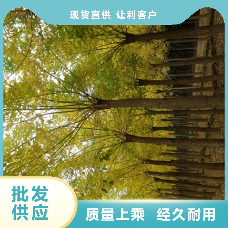 造型法桐介绍