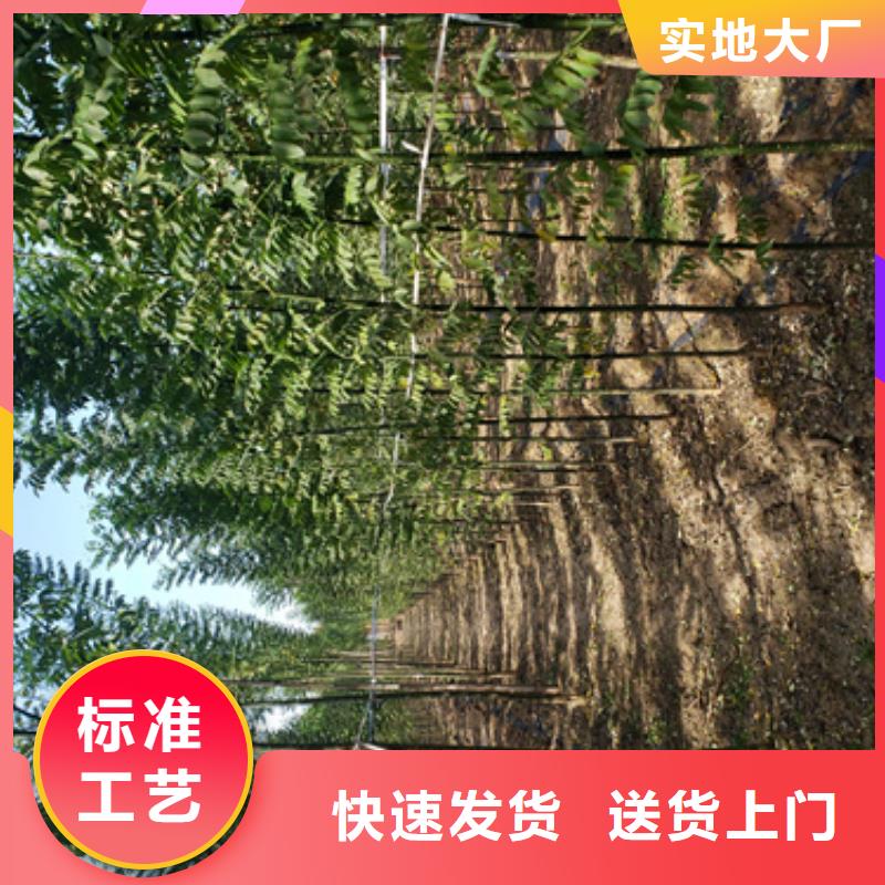 法桐小苗承诺守信苗木基地