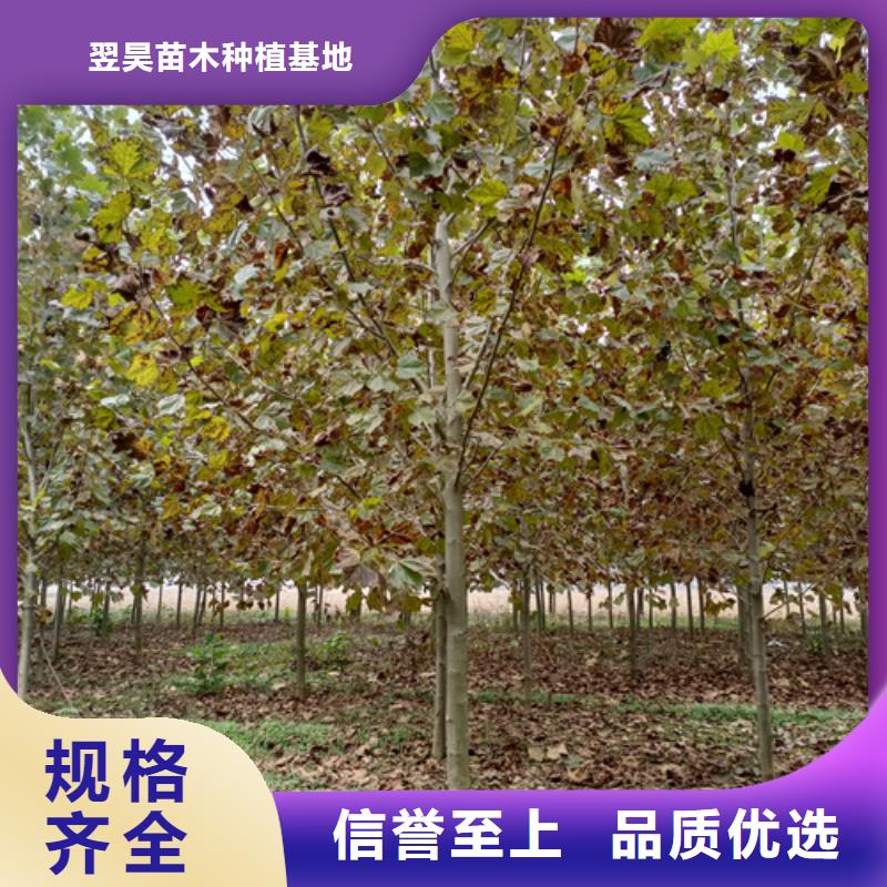 速生法桐品牌:翌昊苗木种植基地