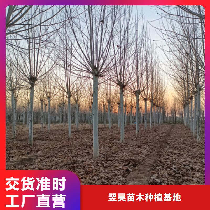 法桐价格种植基地绿化苗木