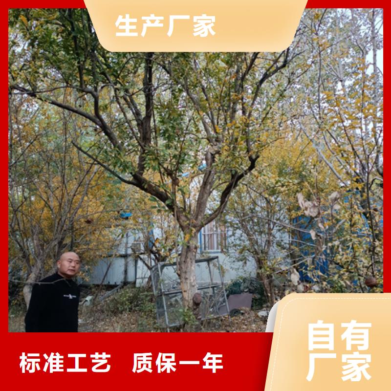 法桐价格现货供应苗木基地