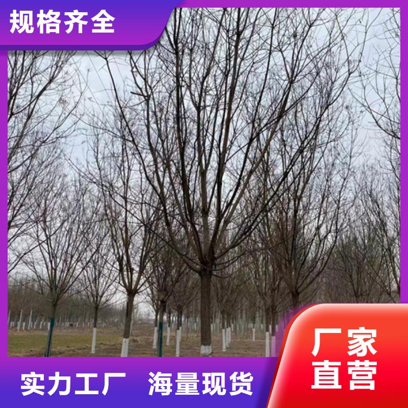 法桐秋紫白蜡专业完善售后