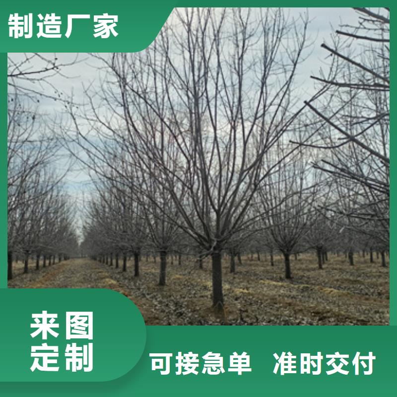 造型法桐种植基地绿化苗木