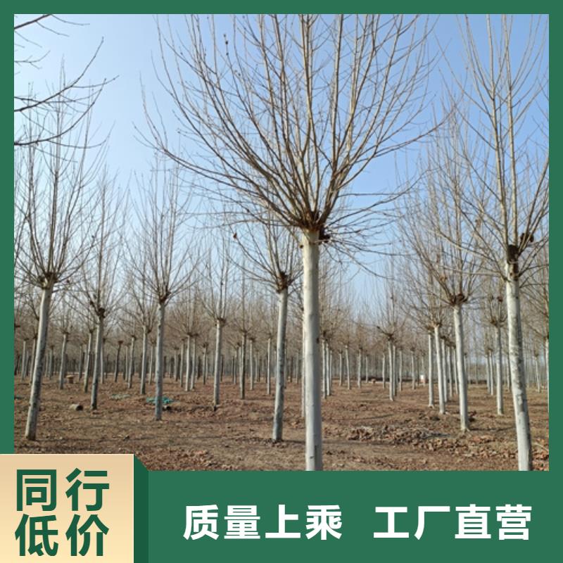 法桐价格质量可靠绿化乔木