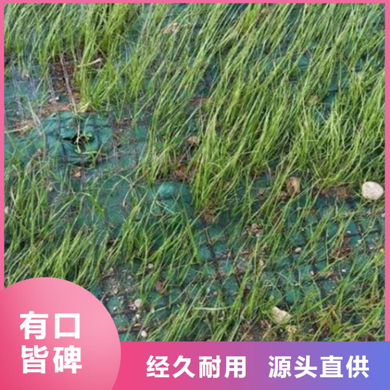 植生椰丝毯-加筋抗冲生物毯