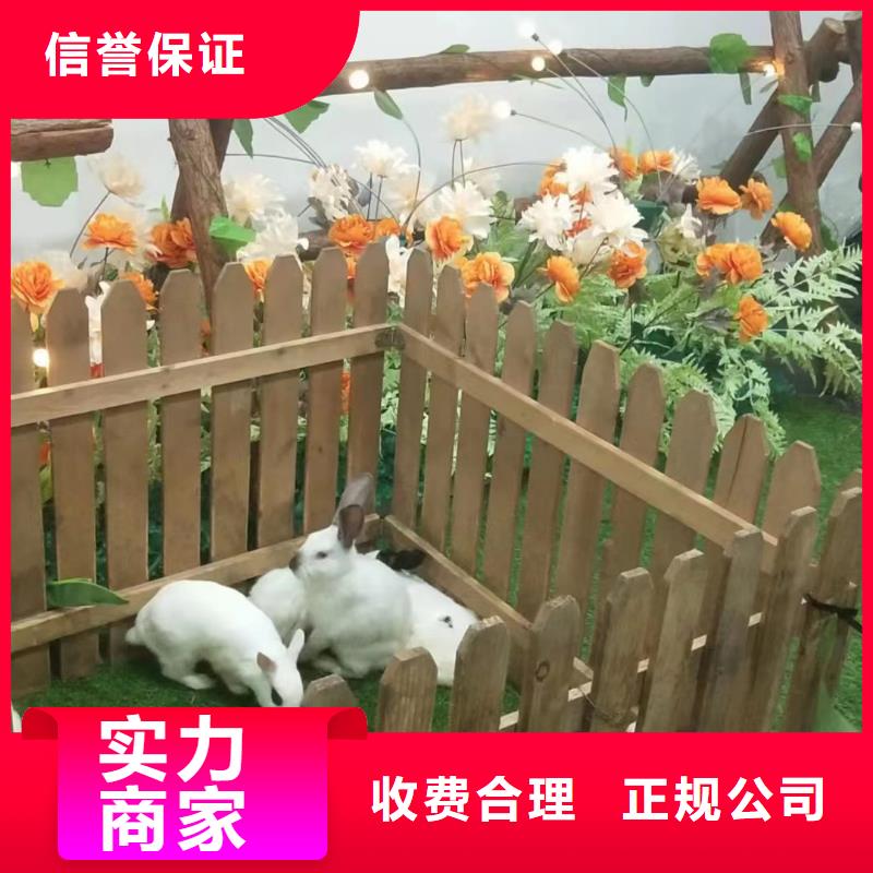 羊驼出租免费邮寄样品