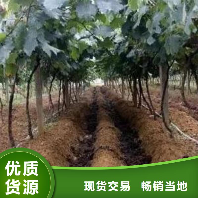 烟台淄博潍坊有机肥质量超群