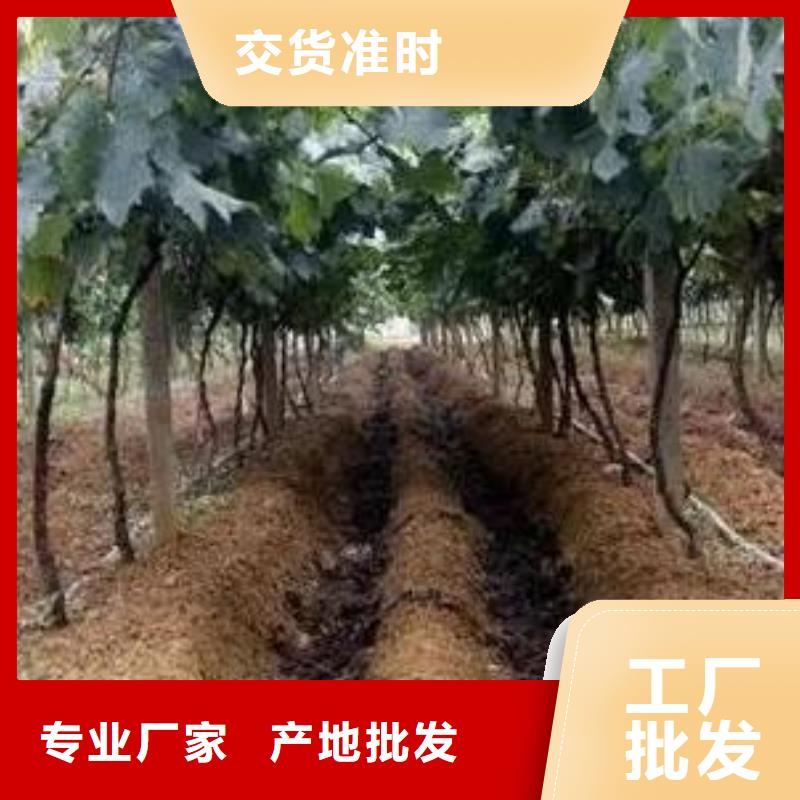 活化土壤养分江苏南京浦口羊粪有机肥