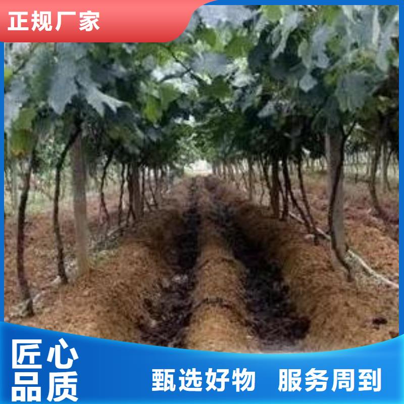 澄迈县有机肥增强土壤肥力
