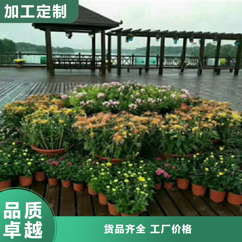 时令草花,宿根花卉基地细节之处更加用心