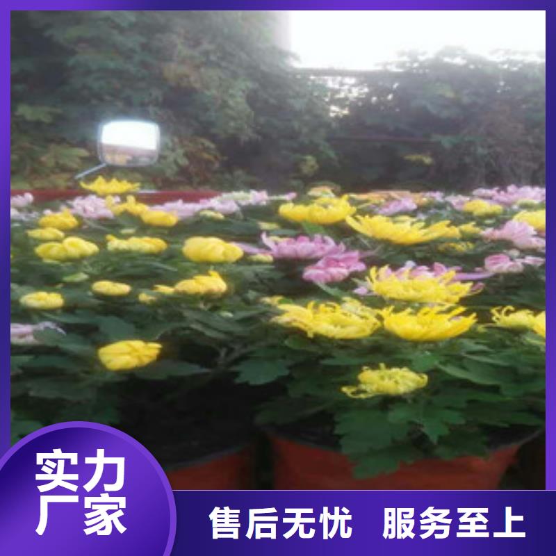 【时令草花_时令花卉/绿化草花价格从厂家买售后有保障】