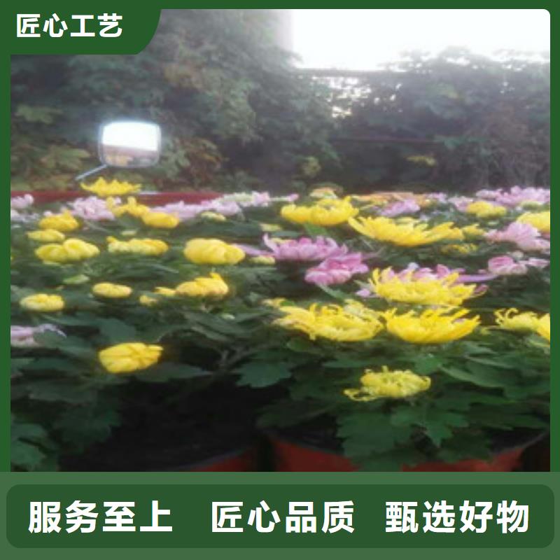 时令草花柳叶马鞭草/薰衣草大厂生产品质