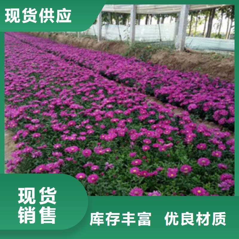 【时令草花_耐寒耐旱草花基地真诚合作】