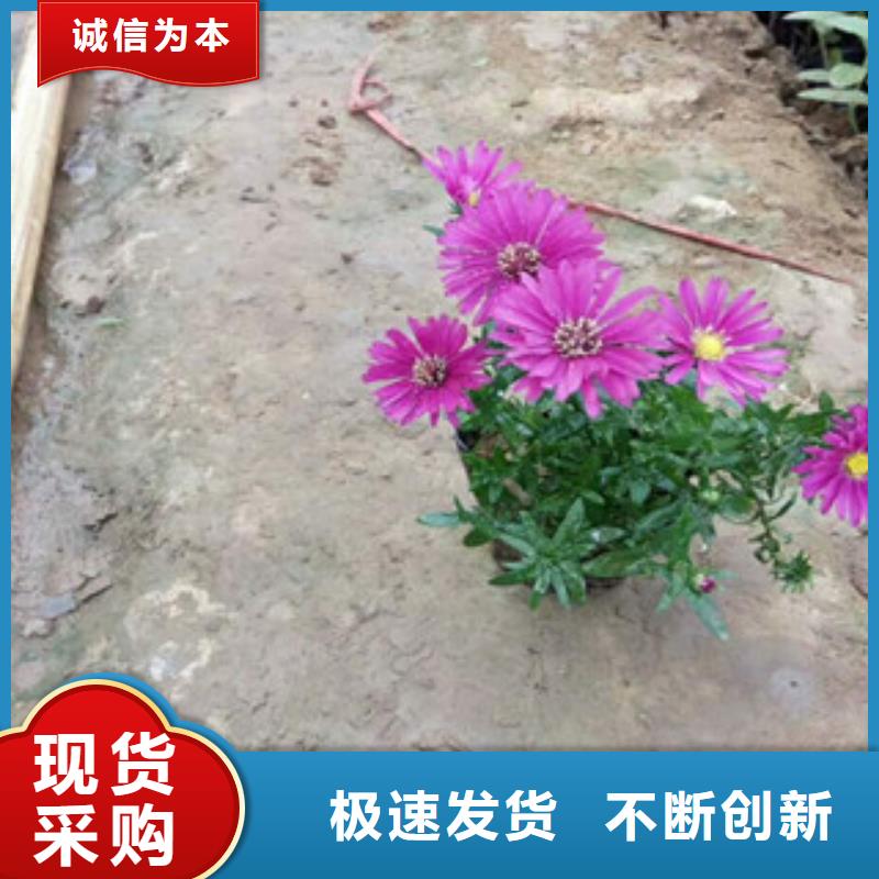 【时令草花水生植物/荷花睡莲品质优良】