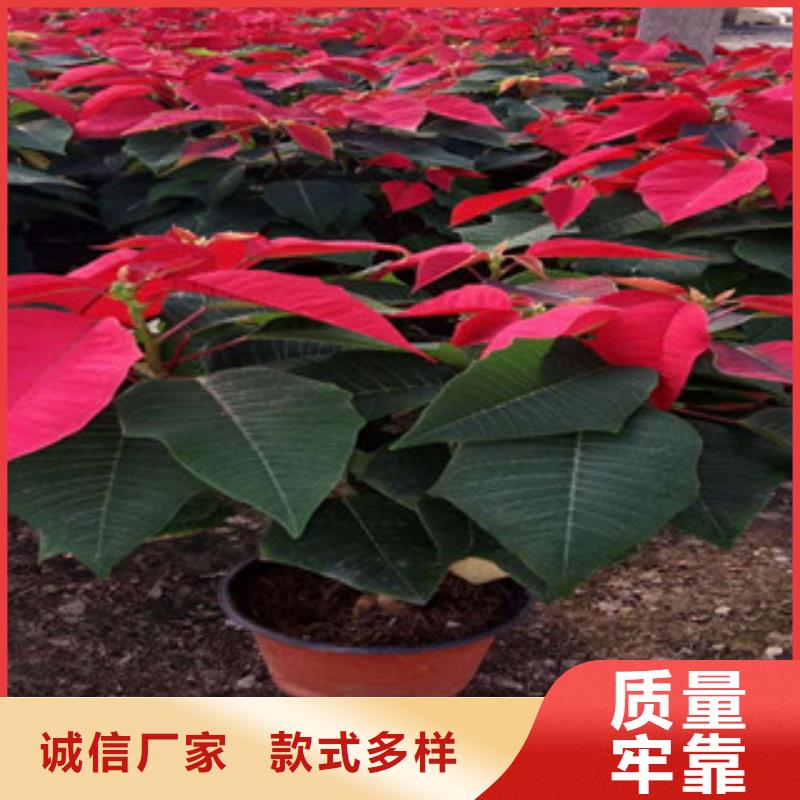 【时令草花_时令花卉/绿化草花价格从厂家买售后有保障】