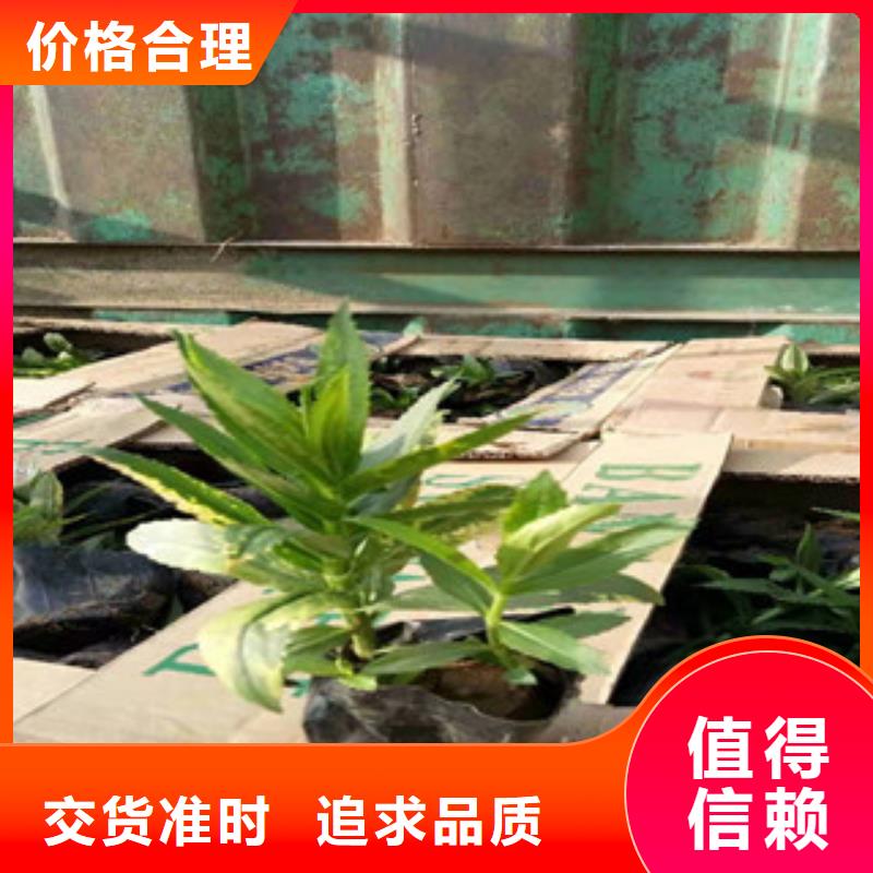 宿根花卉时令花卉/绿化草花价格品质保障价格合理