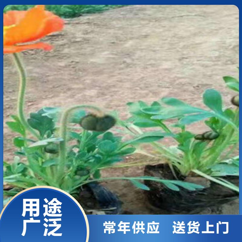 【宿根花卉】鲁冰花/粉黛乱子草质量为本