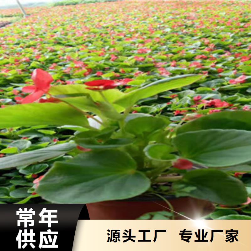 宿根花卉柳叶马鞭草/薰衣草当地厂家值得信赖