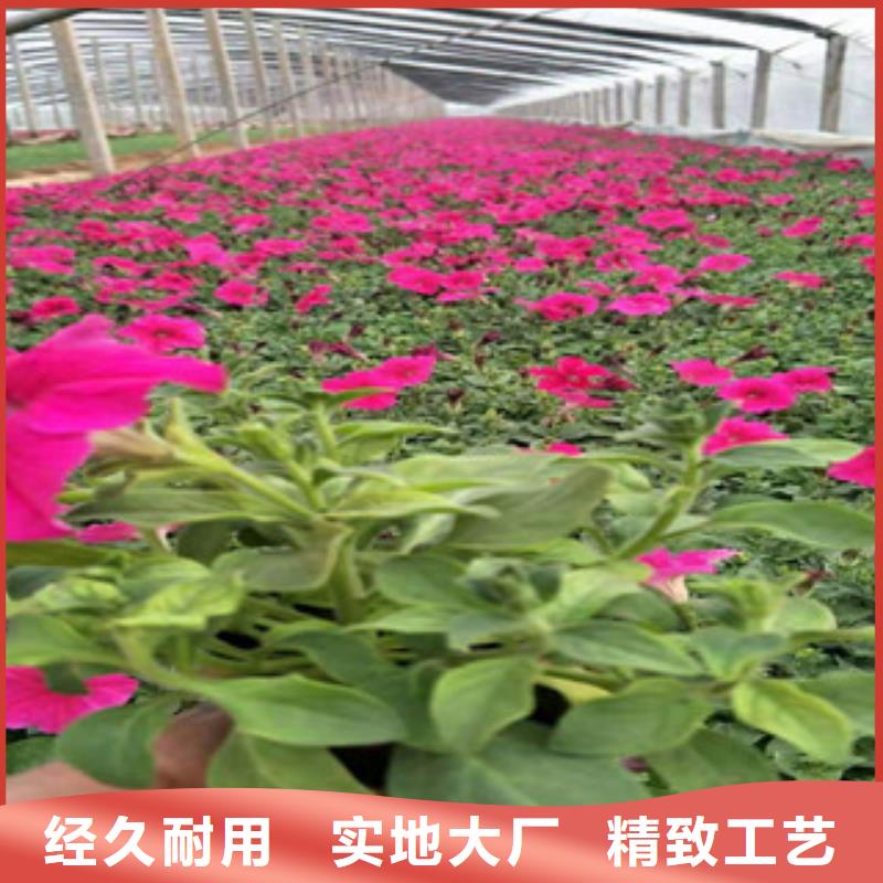 宿根花卉柳叶马鞭草/薰衣草当地厂家值得信赖